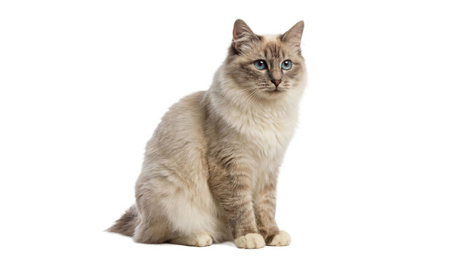 a fluffy birman cat with bright blue eyes looks directly forward, sitting elegantly on a transparent background, showcasing its cream and grey patterned fur and poised demeanor.