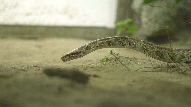 The Python Snake in the zoo.