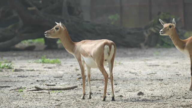 The Blackbucks Deer in the zoo.