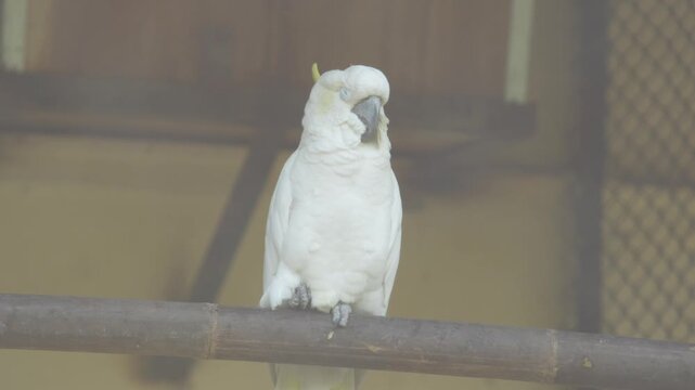 The umbrella Cocatoo Birds in the zoo.