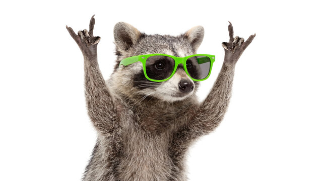 high-resolution png of a cool raccoon wearing neon green sunglasses and making the 'rock on' hand gesture against a transparent background.