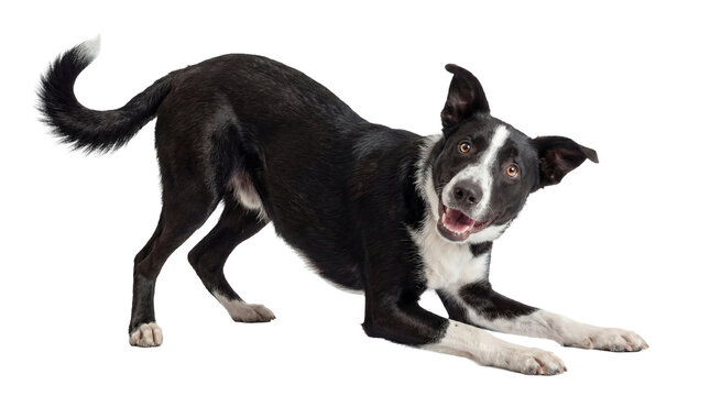 playful black and white border collie dog in a happy play bow on a transparent background, looking directly at the camera with an excited expression and open mouth.