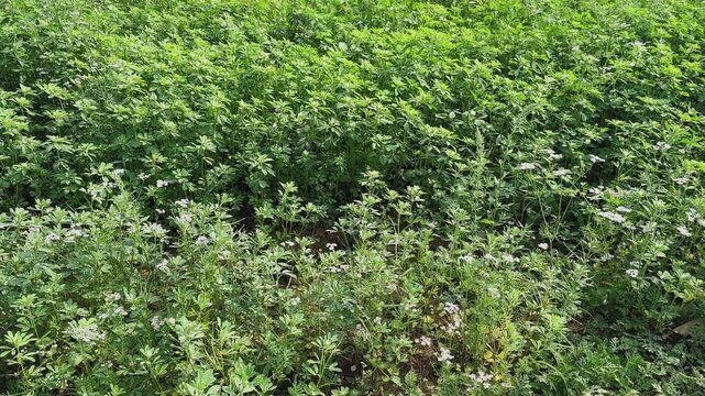 Tracking view across a lush fenugreek field with dense green leafy plants and small white flowers, showing healthy growth, natural textures, and vibrant agricultural patterns.