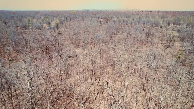  4K aerial drone footage presents a dramatic view of dry, leafless trees scattered across farmland in India.