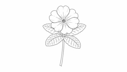 Delicate Primrose Flower Sketch - Botanical Illustration
