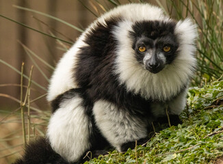 Maki Vari noir et blanc © Ludovic