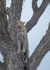 Obraz premium Leopard overlooking its surroundings