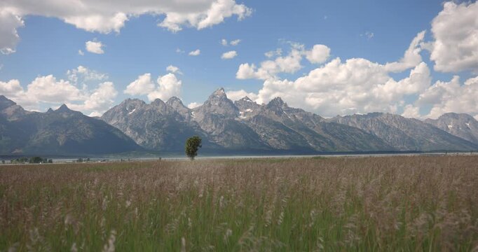 Grass Feild and the Grand Teton Mountains Wyoming