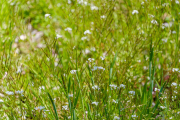 春の野原に広がるナズナの白い小花と緑の草原