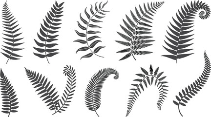 Stylized collection of twelve fern leaf silhouettes in black and gray, botanical foliage patterns for nature, design, and educational use © Hello There