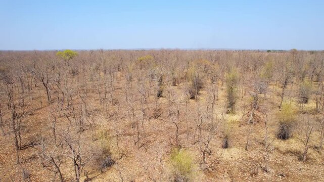 4K aerial drone footage captures a striking view of dry, leafless trees spread across open farmland in India.