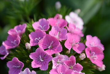 Obraz premium Close-up of vibrant pink dianthus flowers with fringed petals in full bloom, set against a soft green garden background in natural light.