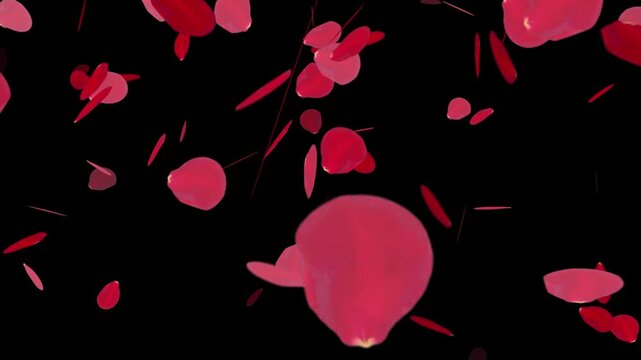 4k red rose petal falling spring season abstract background 