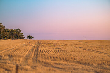 Obraz premium Blue hour sunset over the stubble field during harvesting season, Victoria, Australia