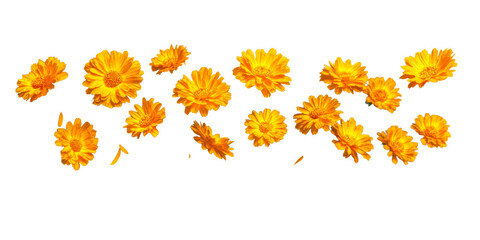 Vibrant calendula flowers in a scattered arrangement creating a cheerful and energetic visual perfect for cosmetic product packaging or wellness promotional materials