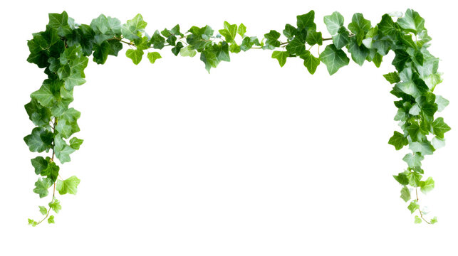 Lush green ivy vine leaves create a fresh natural border arch frame perfect for seasonal greetings, garden themes, or decorative design elements for various organic themed projects.