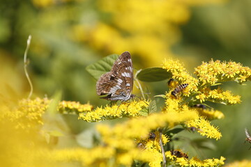 花の蜜を吸う蝶 © Mono_Nature