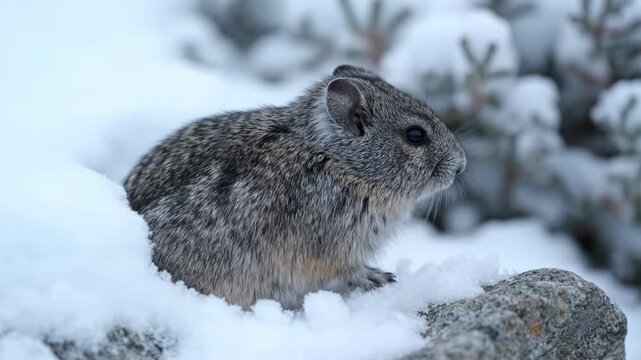 A small, furry pika is nestled in the snow, with a blurred background of snowy evergreen branches.