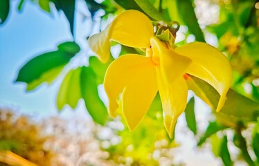 Ylang-Ylang flower : Golden Blossom of Nature A vibrant yellow flower, bathed in sunlight, unfurls its petals amidst lush green foliage.