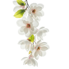 Fototapeta premium Delicate white magnolia branch isolated on transparent background