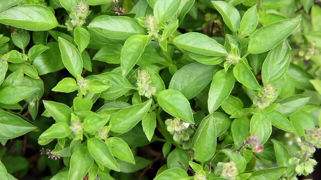 Fresh basil leaves (Ocimum basilicum). Herbs plant. Food ingredient
