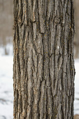 Fototapeta premium Vertical close-up of a Bur Oak (Quercus macrocarpa) tree in winter.