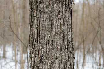 Fototapeta premium Close-up of the textured grey bark and vertical ridges of a Red Maple (Acer rubrum) tree trunk in a cold winter forest, highlighting natural patterns and hardy botanical details.