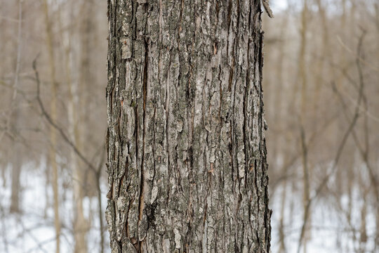 Close-up of the textured grey bark and vertical ridges of a Red Maple (Acer rubrum) tree trunk in a cold winter forest, highlighting natural patterns and hardy botanical details.