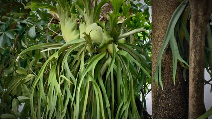 A close-up view of a lush, exotic staghorn fern plant with cascading green fronds growing on a tree trunk © junasaji