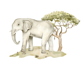 Watercolor African grey elephant standing near acacia tree on sandy savanna landscape. Safari wildlife illustration for nursery wallpaper, textile print, mural decor. © Evgeniia