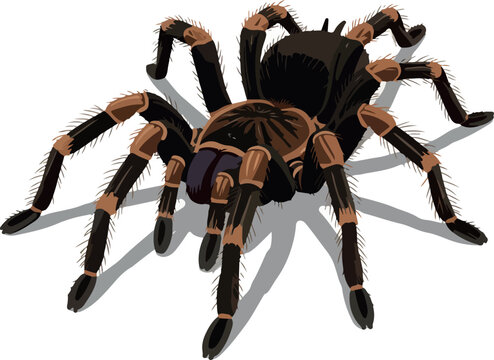 Brown Tarantula Spider Vector Isolated On White Background Realistic Detailed Illustration