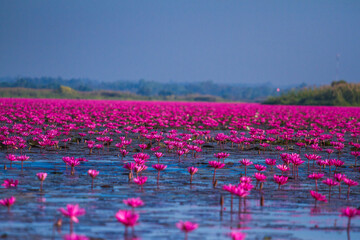 pink lotus flowers on the lake
