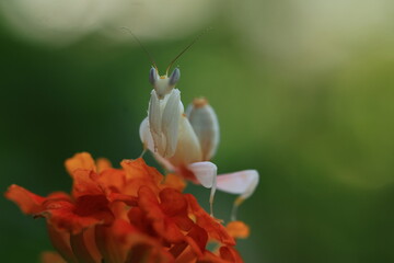 Orchid mantis (Hymenopus coronatus) It is known by various common names, including walking flower mantis, orchid-blossom mantid and orchid mantis. THAILAND © Jimmynature