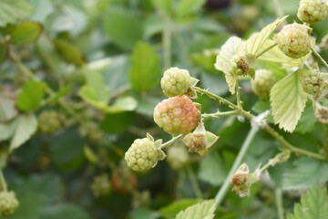 Fototapeta premium Natural food - fresh unripe blackberries in a garden. Bunch of unripe blackberry fruit, Rubus fruticosus - on branch with green leaves on a farm. Closeup, blurred background. Chakwal, Punjab, Pakistan