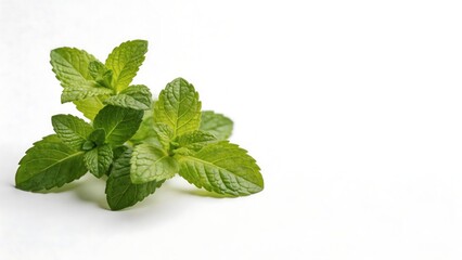 Fresh green mint leaves on white background