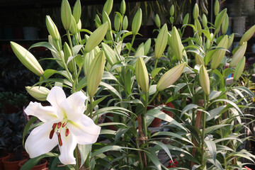 Lilium longiflorum, commonly known as the Easter lily flower plant