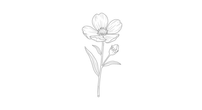Botanical illustration of a delicate buttercup flower with a bud, isolated on white background, line art.