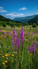 Obraz premium Scenic mountain valley covered with vibrant purple wildflowers and green forests under blue sky, summer alpine landscape.