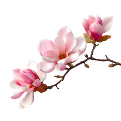 Obraz premium Stunning Pink Magnolia Blossoms Branch Isolated Image for Professional Use