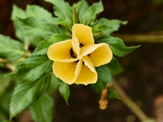 Damiana flowers are blooming in the morning