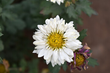 Obraz premium Beautiful white chrysanthemum flowers closeup in the winter garden, Closeup of Chrysanthemum flower, Field of the white Chrysanthemum, Beautiful white flower blooming in nature.