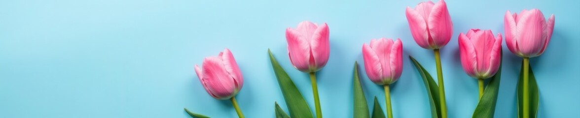 Naklejka premium Pink tulips, minimalist blue & pink background Top view, copy space , nature, clean