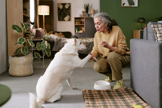 Senior Caucasian woman training dog indoors, holding paw and offering treat, sitting on floor near food bowl, engaging in positive reinforcement with attentive pet