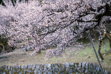 梅の花