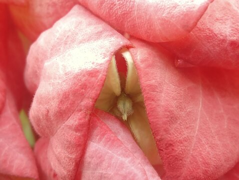 A selective focus, close-up shot of beautiful pink Mussaenda flowers in full bloom, surrounded by lush green leaves. This popular ornamental shrub, also known as the "Queen of the Philippines" or Asha