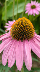 Closeup of blooming pink echinacea flower 