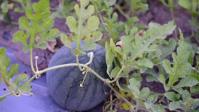 Thung Ao Watermelons  in Surat Thani specialty, 