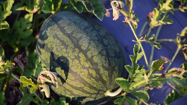 Thung Ao Watermelons  in Surat Thani specialty, 