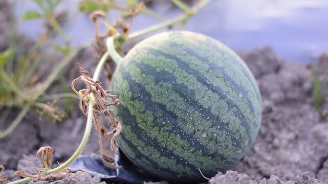 Thung Ao Watermelons  in Surat Thani specialty, 