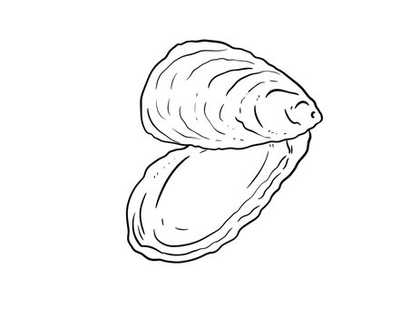 oyster digital drawing illustration isolated
